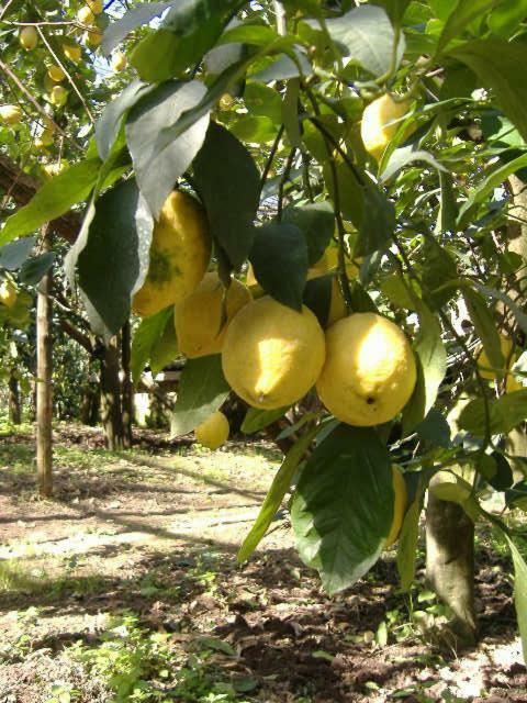 Azienda Agricola Veniero Πιάνο ντι Σορέντο Εξωτερικό φωτογραφία