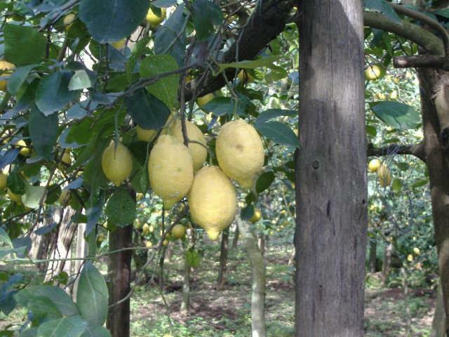Azienda Agricola Veniero Πιάνο ντι Σορέντο Εξωτερικό φωτογραφία